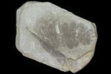 Pecopteris Fern Fossil (Pos/Neg) - Mazon Creek #92268-2